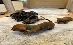 Dachshund dogs for sale: Adorable dachshund puppies ready for loving homes - Image 19