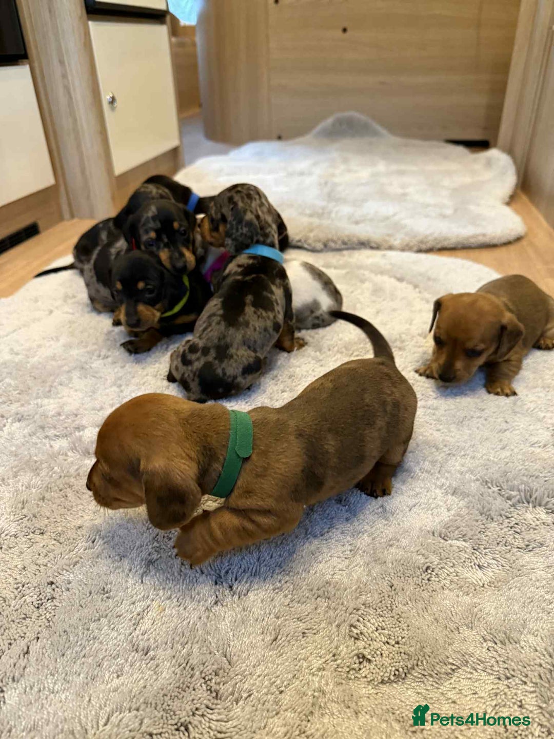 Dachshund dogs for sale: Adorable dachshund puppies ready for loving homes - Image 19