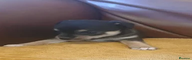 Chihuahua 2