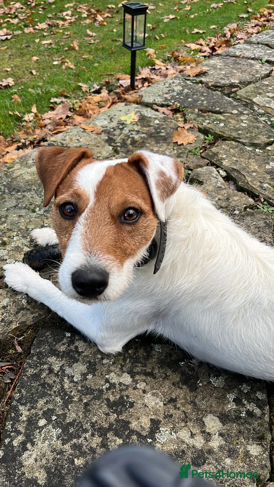Jack Russell dogs for stud: Russell Terrier for Stud  - Advert 5