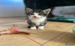 Ragcoon cats for sale: Ragcoons!  in Shepton Mallet - Image 18