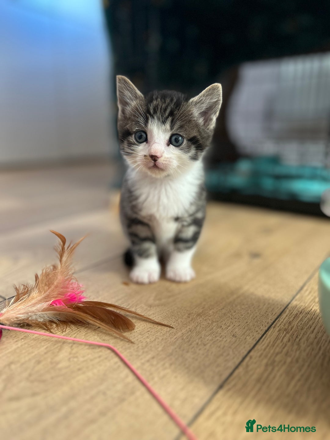 Ragcoon cats for sale: Ragcoons!  in Shepton Mallet - Image 18