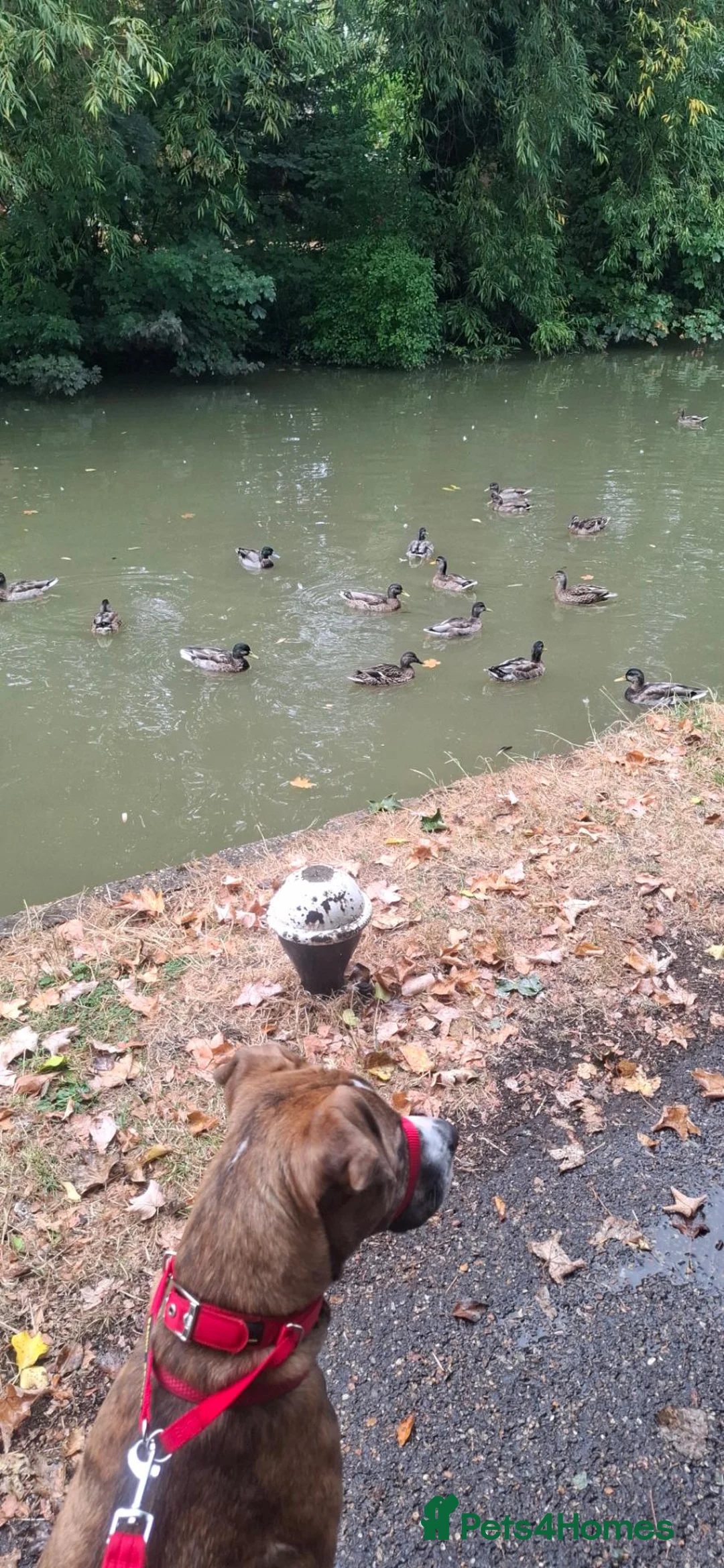 Mixed Breed dogs for sale: 9 month old Boxer Staff  in Leighton Buzzard - Advert 2