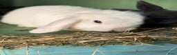 Mixed Breed rabbits for sale: Baby bunnies - Advert 6