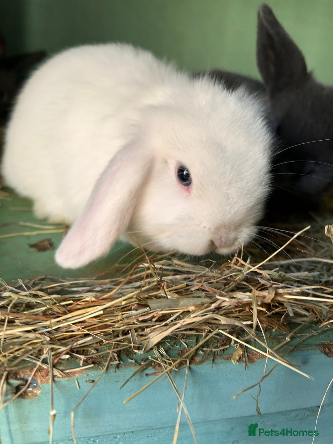 Mixed Breed rabbits for sale: Baby bunnies - Advert 6