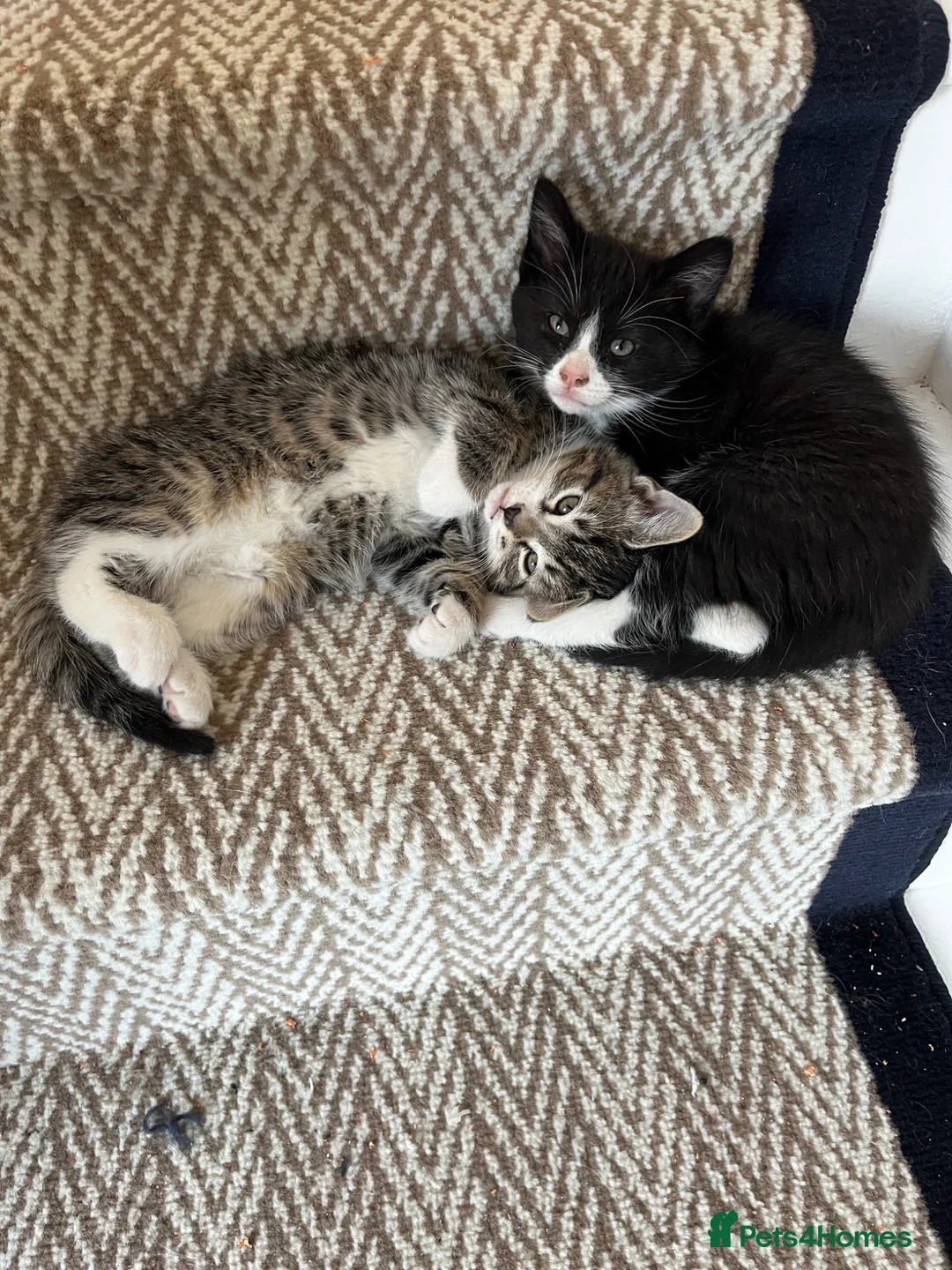 Mixed Breed cats for sale: Fluffy Ragdoll X kittens!! £100 - Advert 7