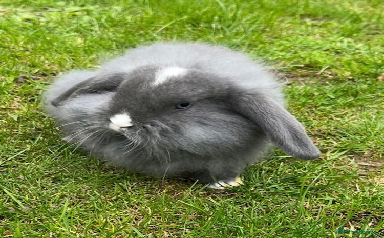 Mini Lop rabbits in Coalville - Advert 6