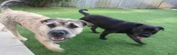 Mixed Breed dogs for sale: Loving 1 year old boy mix breed  in Liverpool - Advert 4