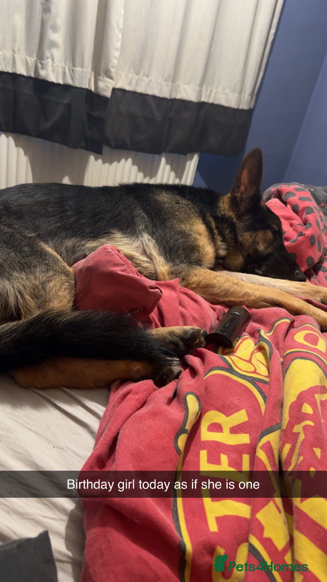 Mixed Breed dogs for sale:  German shepherd x staffy x Rottweiler  - Advert 11