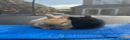 Mini Lop rabbits for sale: Mini Lop Pure Bred Bunnies  - Advert 5