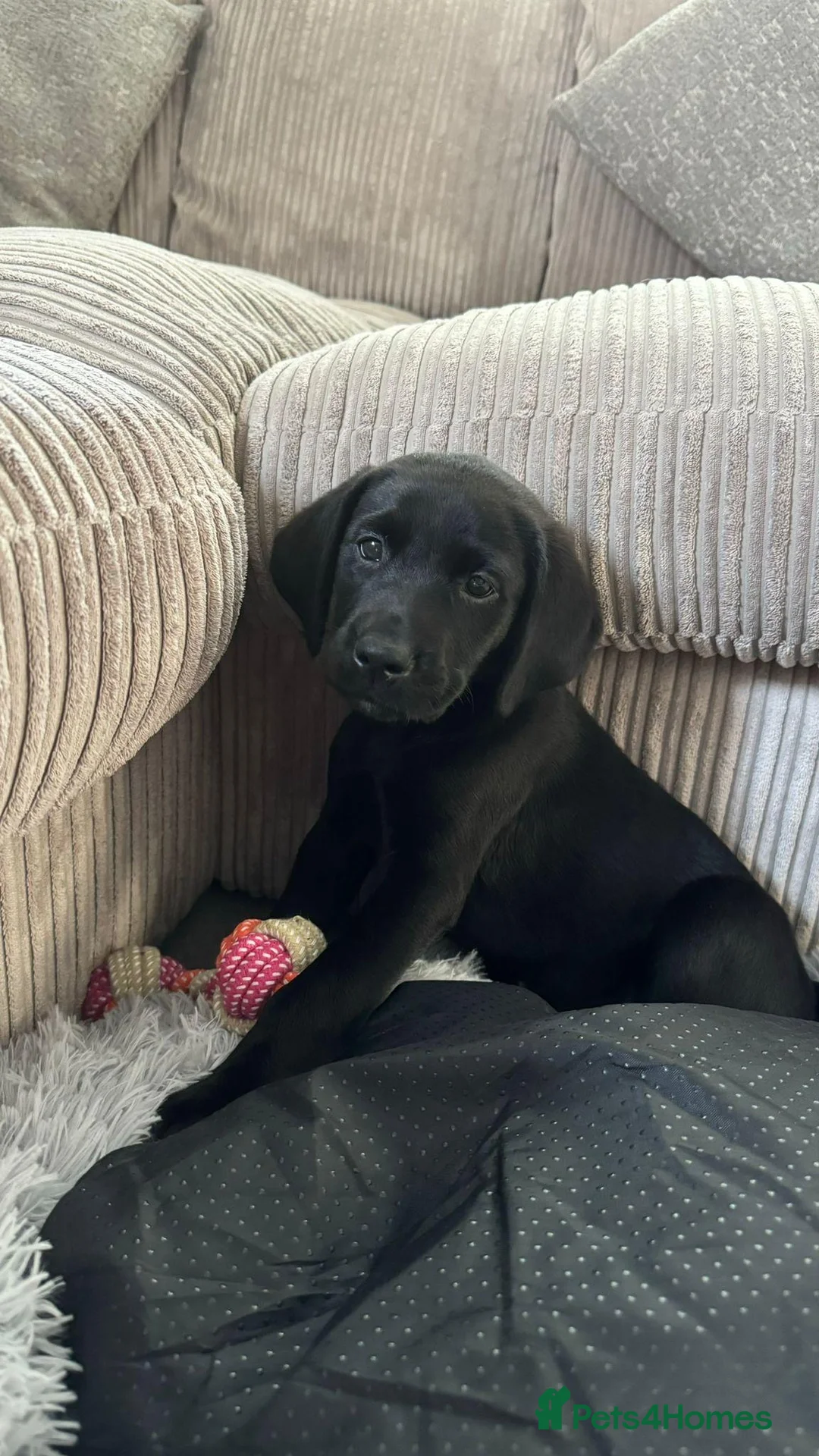 Labrador Retriever dogs for sale: Stunning Black Labrador Puppies - Due 25th March in Peterborough - Advert 10