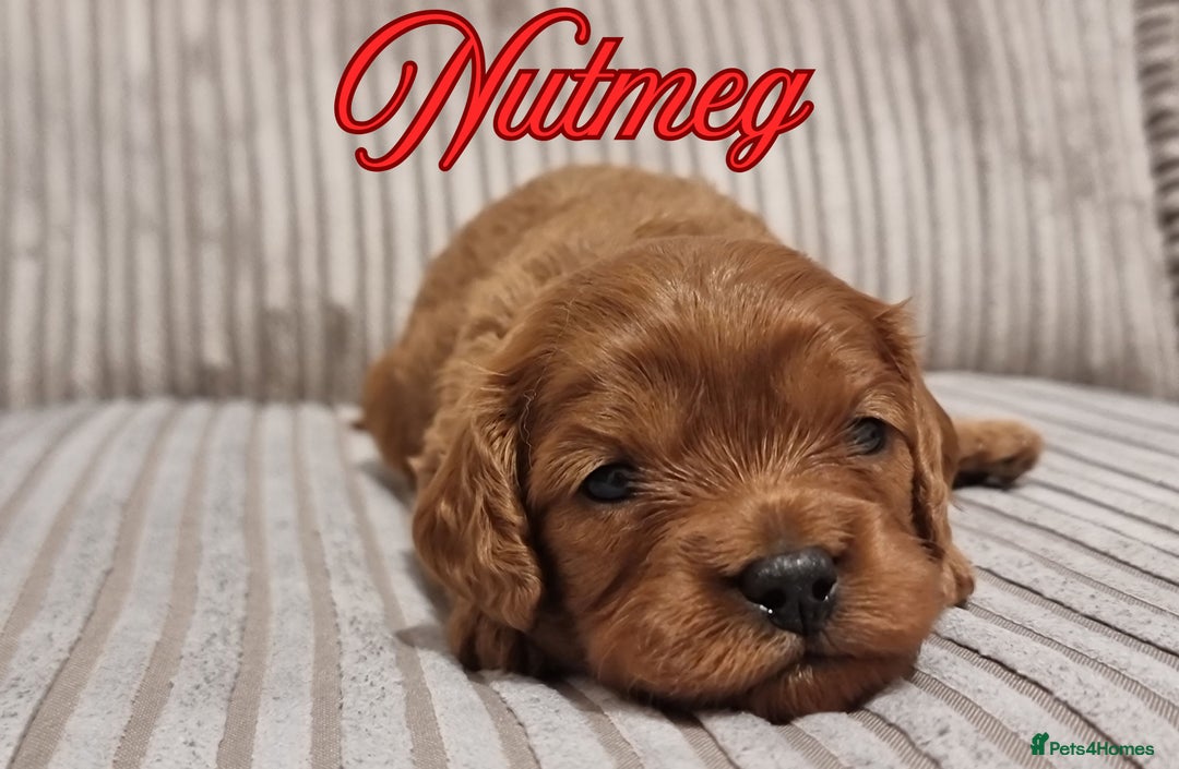 Cavapoo dogs for sale: 🎀 Beautiful F1 Cavapoo Puppies 🎀 - Image 20