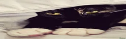 Domestic Shorthair cats for sale: Beautiful Tortie for sale - Advert 7