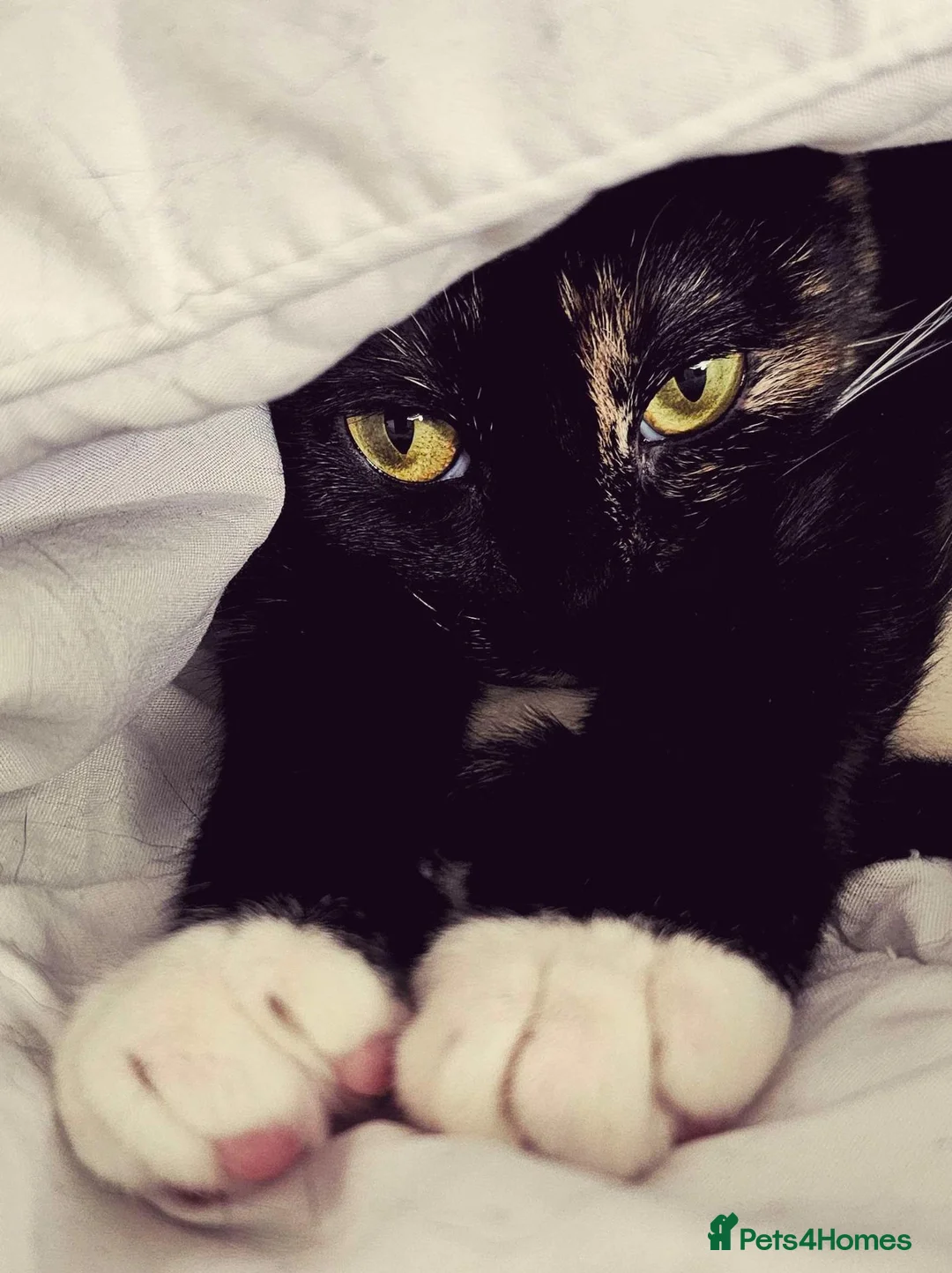 Domestic Shorthair cats for sale: Beautiful Tortie for sale - Advert 7