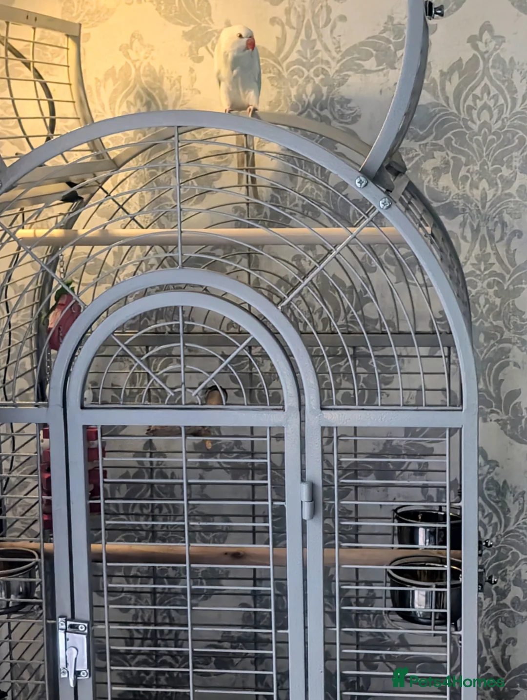 Ringnecks birds for sale: Ringneck Parrot - Lincoln LN6 - Advert 4