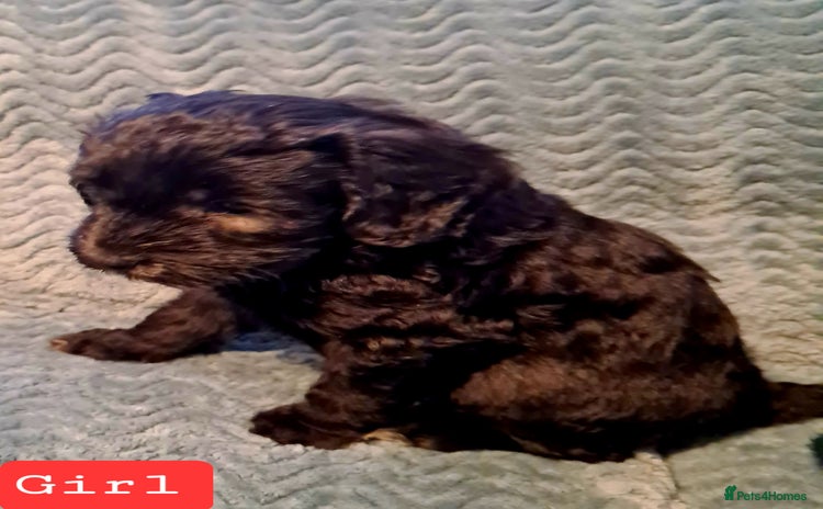 Labradoodle dogs  Miniature Labradoodles-Teddy Bear coats  - Advert 5