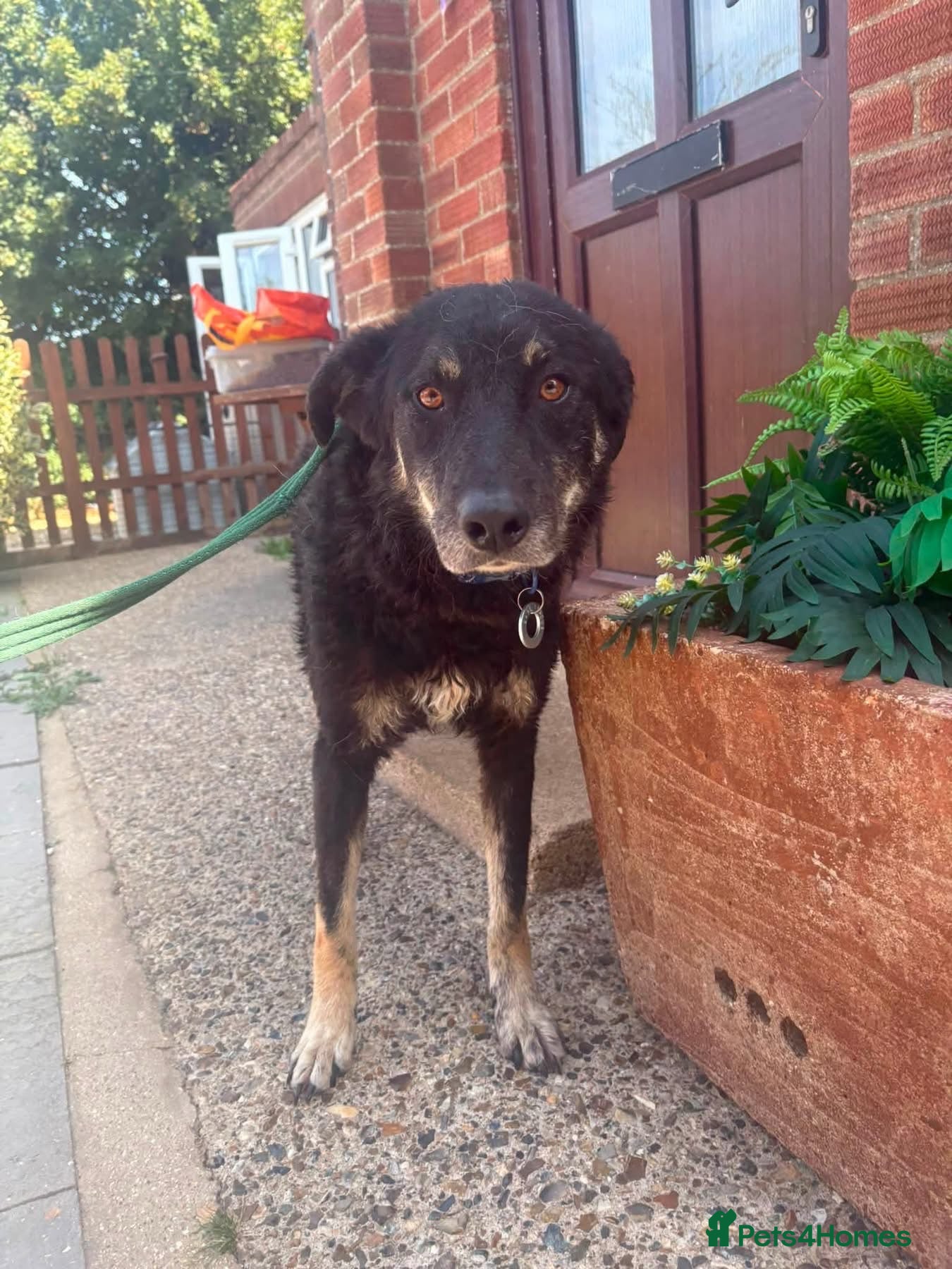 Mixed Breed dogs Daniel - Ipswich Suffolk  - Advert 1