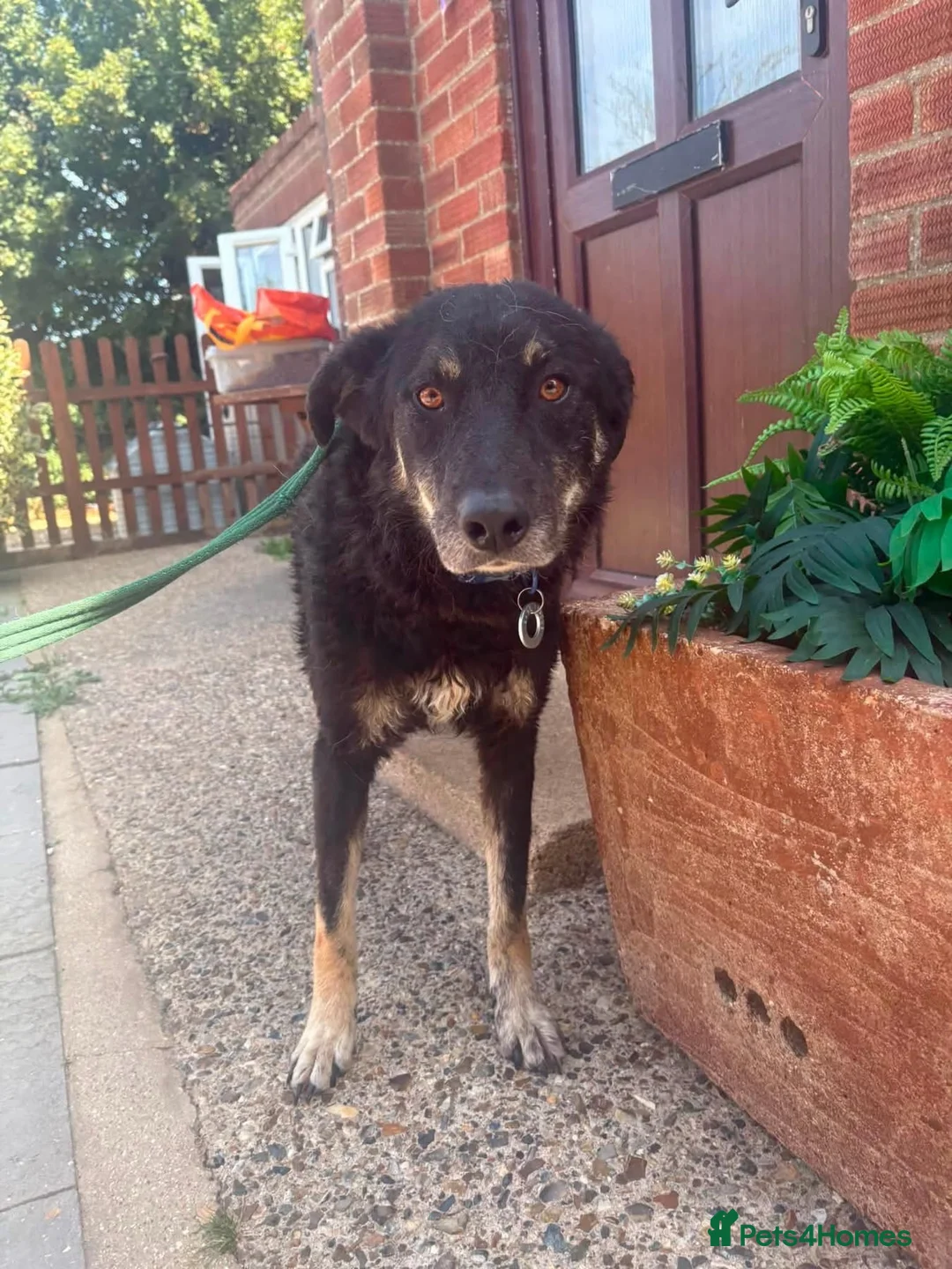 Mixed Breed dogs for adoption: Daniel - Ipswich Suffolk  in Ipswich - Advert 1