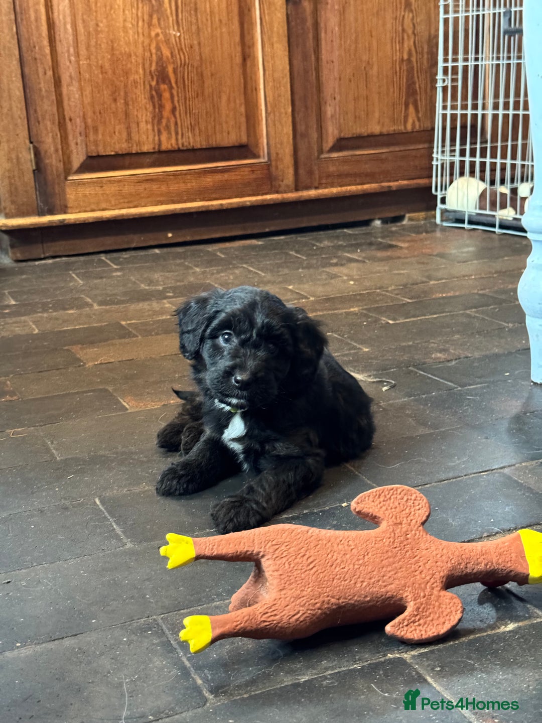 Bordoodle dogs for sale: Quality Miniature Bordoodles  - Image 18