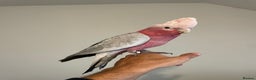 Cockatoo birds for sale: 100% SILLY TAME HAND REARED BABY GALAH COCKATOO - Advert 3
