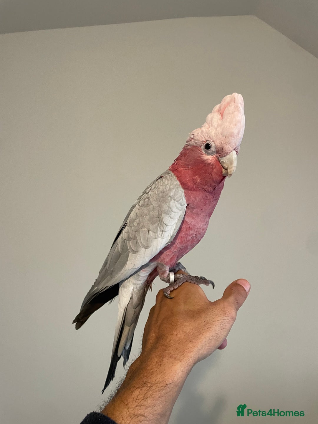 Cockatoo birds for sale: 100% SILLY TAME HAND REARED BABY GALAH COCKATOO - Advert 3