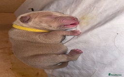 American Bully dogs for sale: Pocket bullies  - Image 2