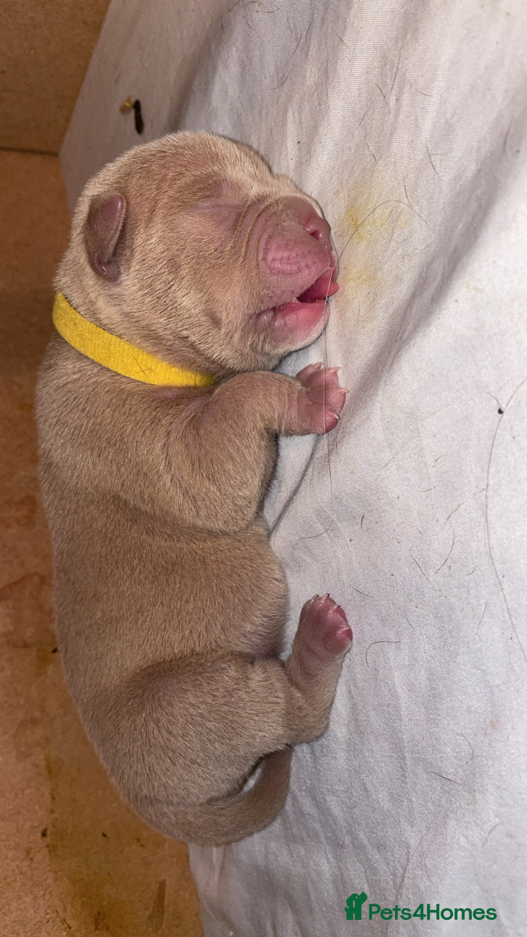 American Bully dogs for sale: Pocket bullies  - Image 2