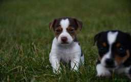 Jack Russell dogs for sale: Jack Russel puppies for sale  - Image 30