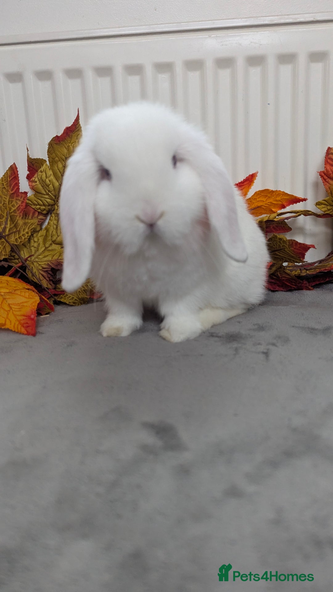 Mini Lop rabbits for sale: Mini lops ready to go now - Image 4