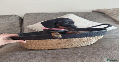 Miniature Dachshund dogs - Advert 9