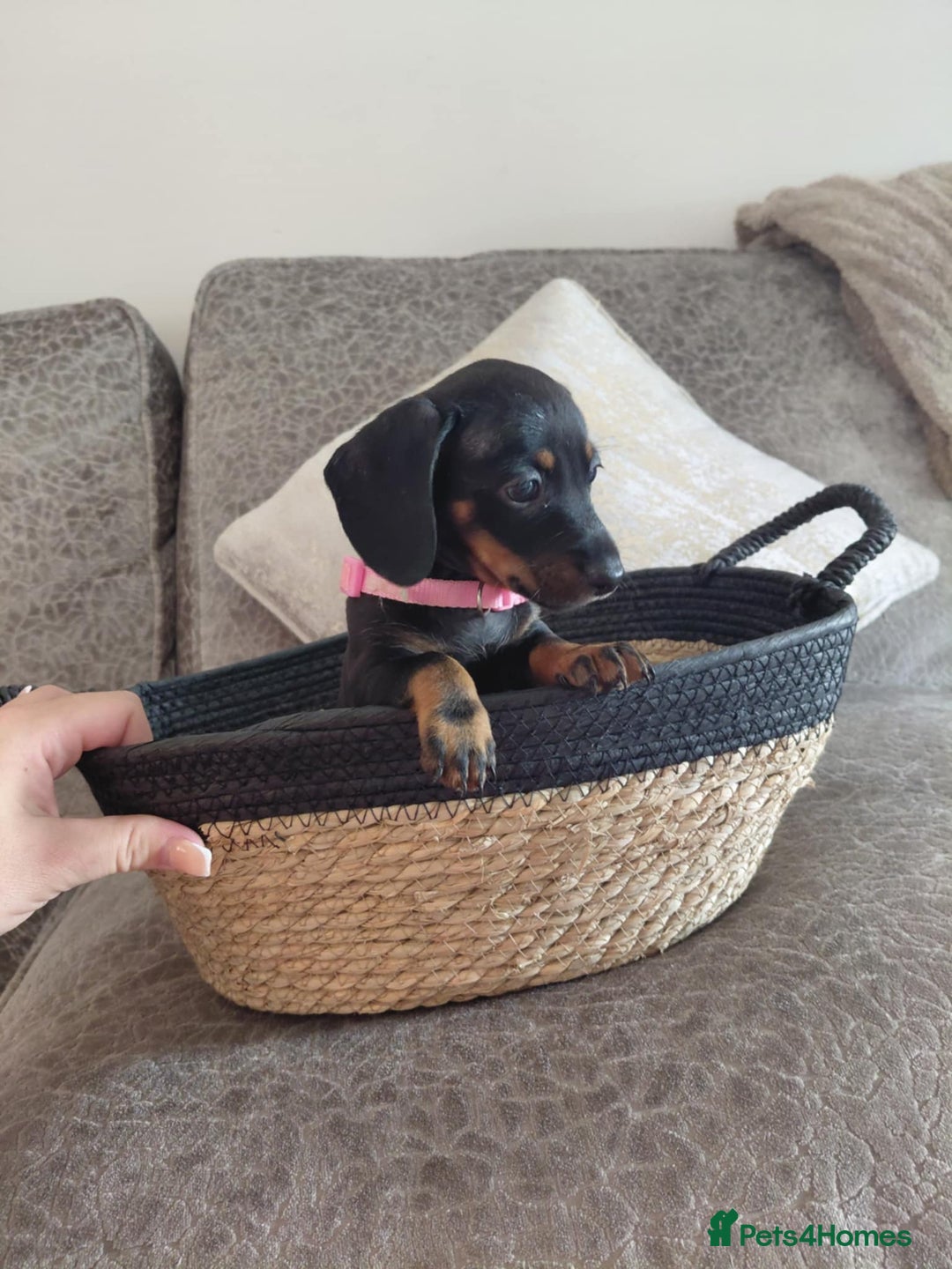 Miniature Dachshund dogs for sale: Ready now miniature dachshunds boy - Image 6