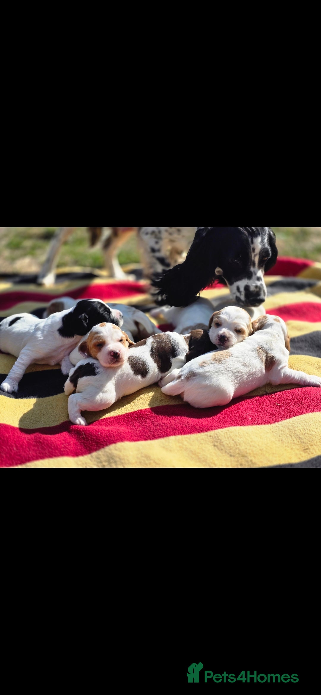 Sprocker dogs for sale: Sprockers - Image 10