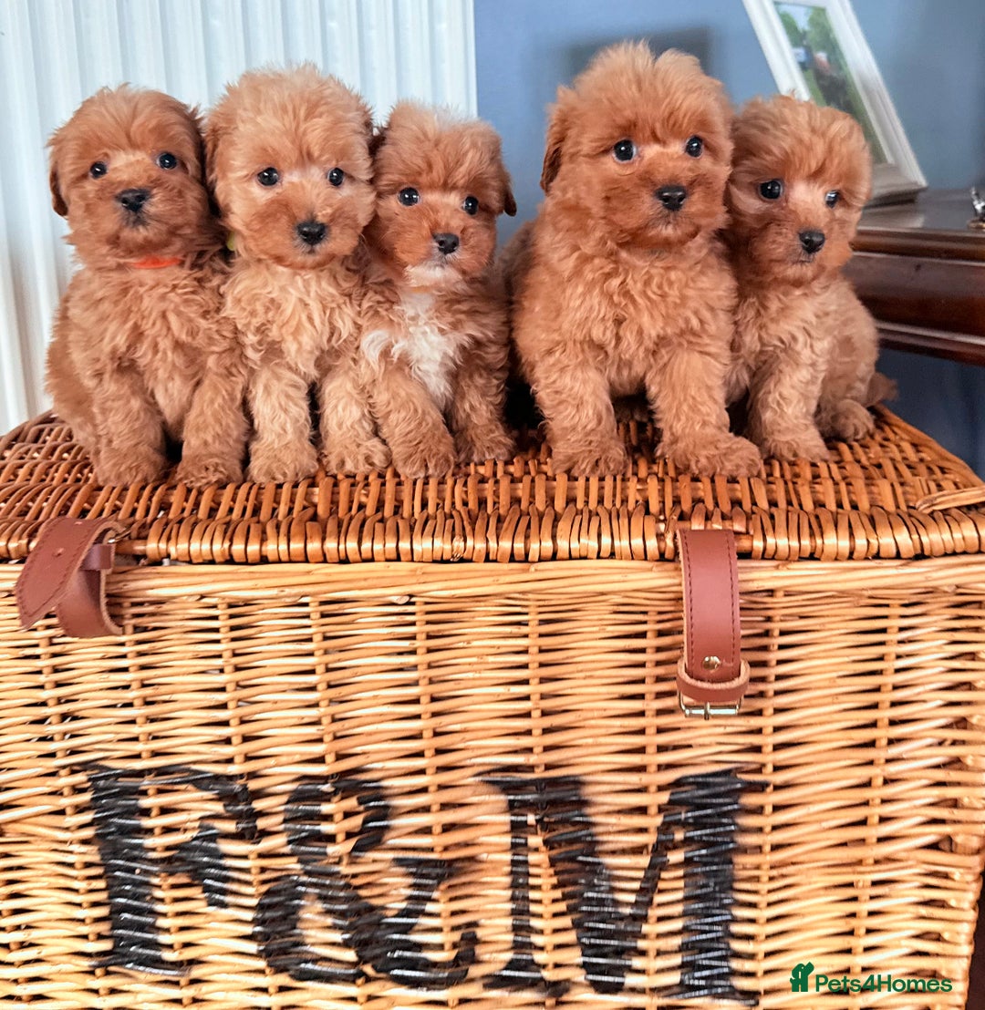 Cairn Terrier dogs for sale: STUNNING F1 cairn-oodle puppies  - Image 16