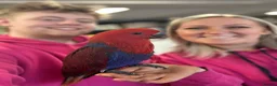 Parrots birds for sale: Amazing eclectus available. - Advert 2