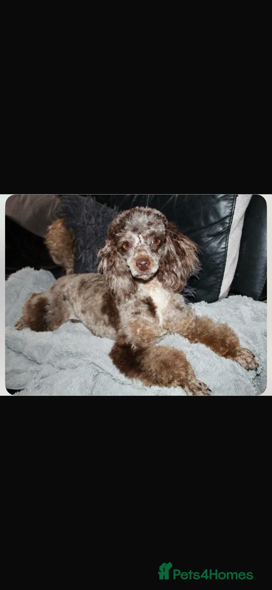 Cavapoo dogs for sale: Stunning litter Cavapoo pups  in Hereford - Advert 11