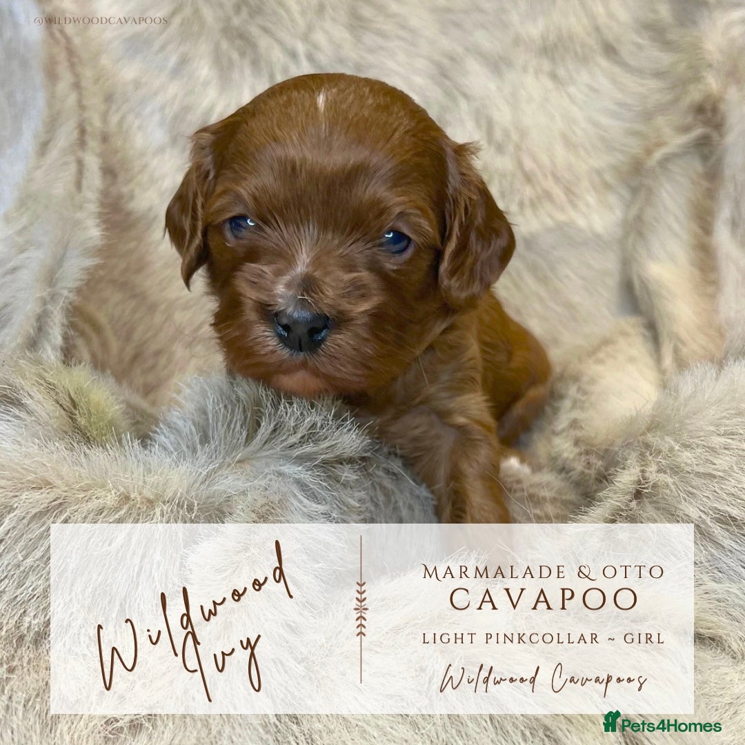 Cavapoo dogs for sale: 5 ⭐️ LICENSED BREEDER HEALTH TESTED F1 CAVAPOOS  - Advert 8