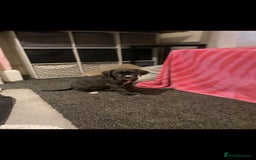Cane Corso dogs for sale: 1 boy 2 girls remaining  - Image 9