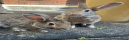 Mixed Breed rabbits for sale: Experienced Home for Bonded Rabbits - Advert 4