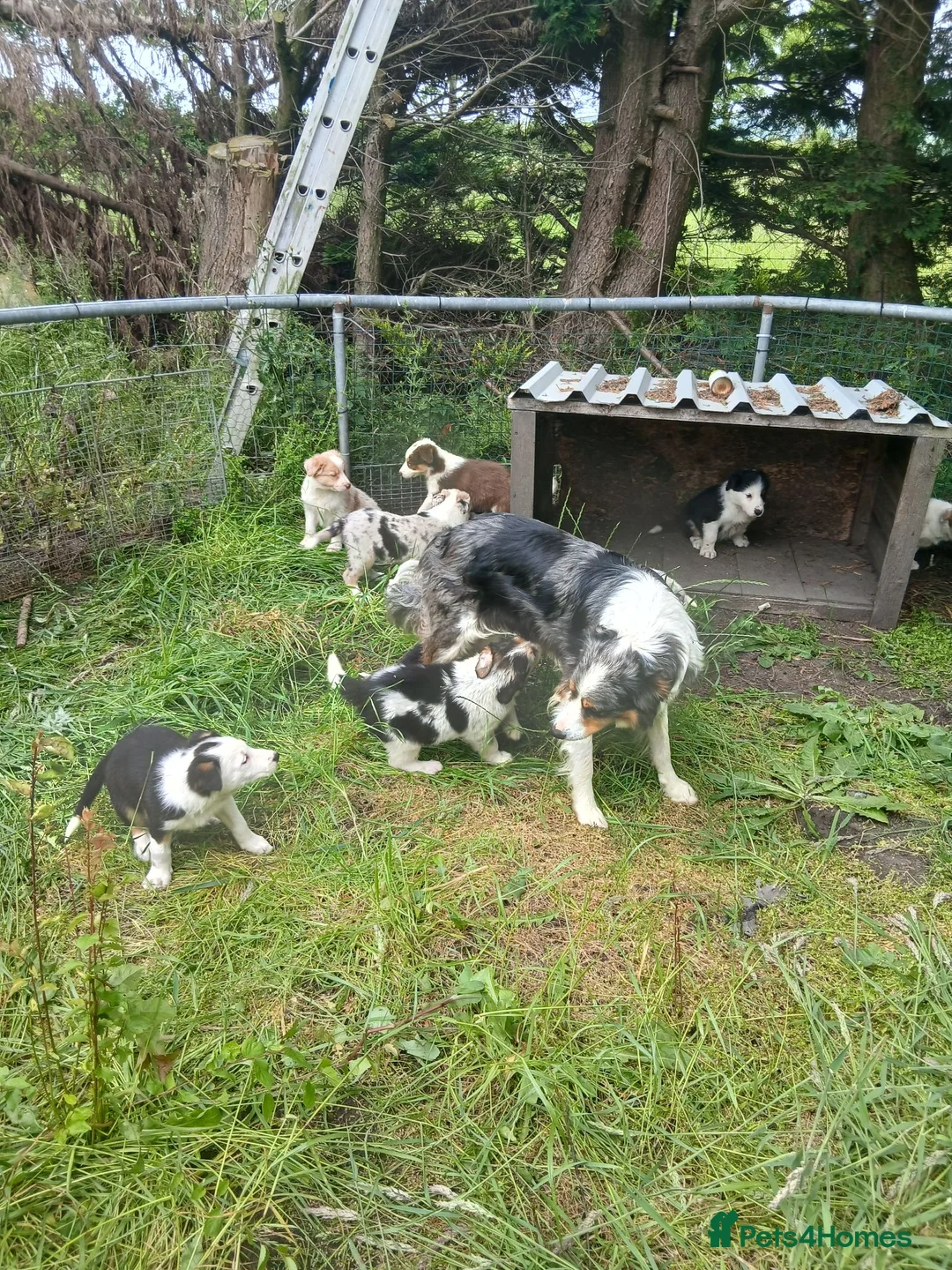 Border Collie dogs for sale: Border collie pups for sale in Bishop Auckland - Advert 39