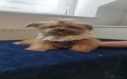 Maltipoo dogs for sale: Maltipoo puppys looking for loving home - Image 23