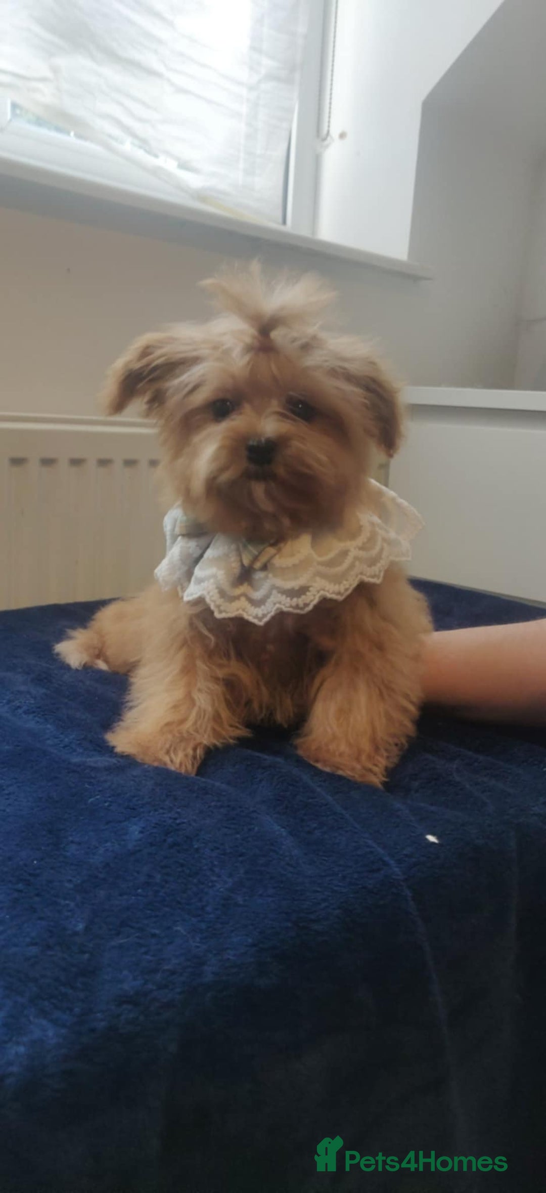 Maltipoo dogs for sale: Maltipoo puppys looking for loving home - Image 23