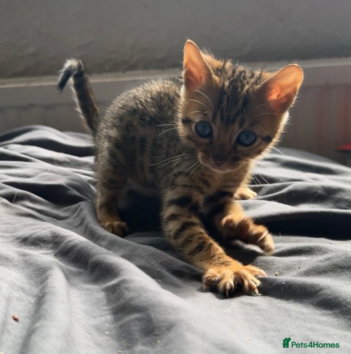Bengal cats for sale: Full bengal kittens in Plymouth - Advert 8