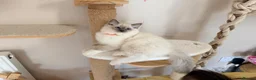 Ragdoll cats for sale: Show quality Ragdoll kittens from champion lines - Advert 31
