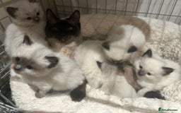 Ragdoll cats for sale: Beautiful Ragdoll Kittens  - Image 1
