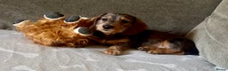 Dachshund dogs for sale: Ready now Wire haired standard x miniture puppy’s  - Advert 17