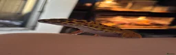 Leopard Gecko reptiles for sale: Male hypo leopard gecko  in Pontefract - Advert 1