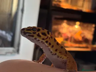 Leopard Gecko reptiles Male hypo leopard gecko - Advert 4