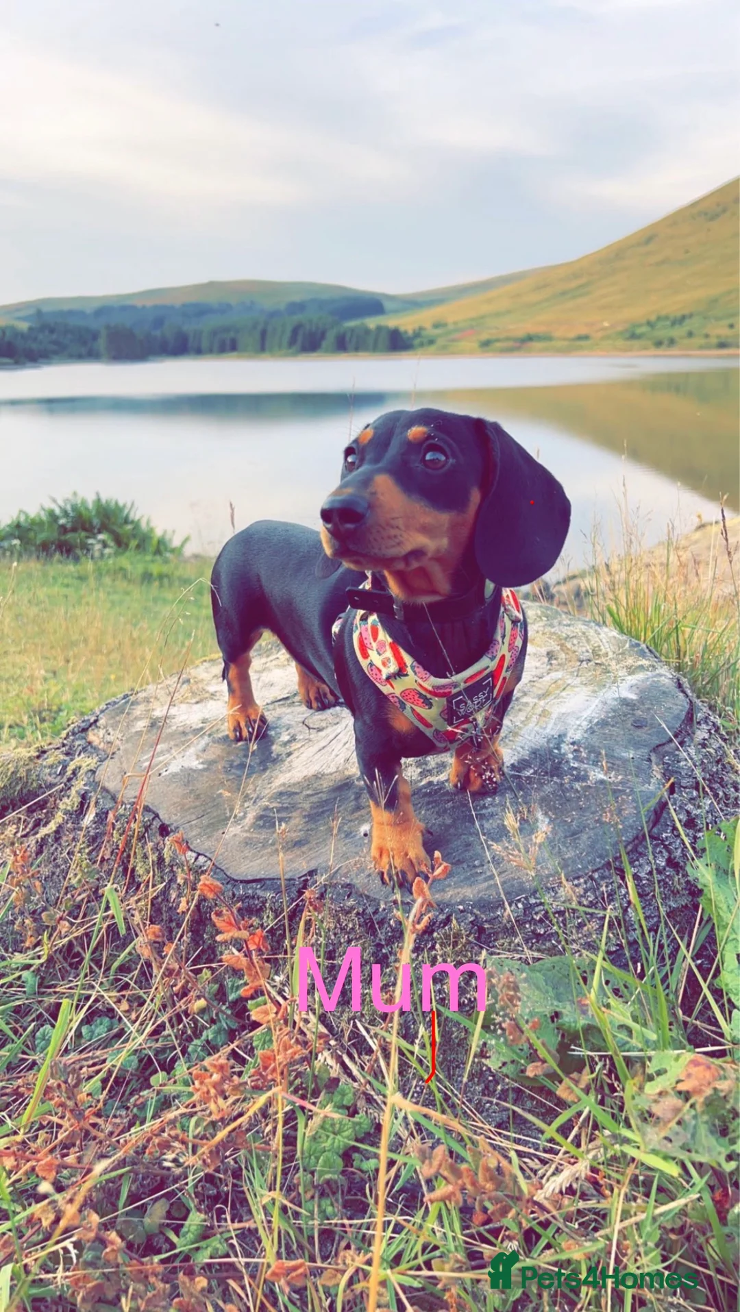 Miniature Dachshund dogs for sale: Miniature Dachshund Puppies - Advert 34