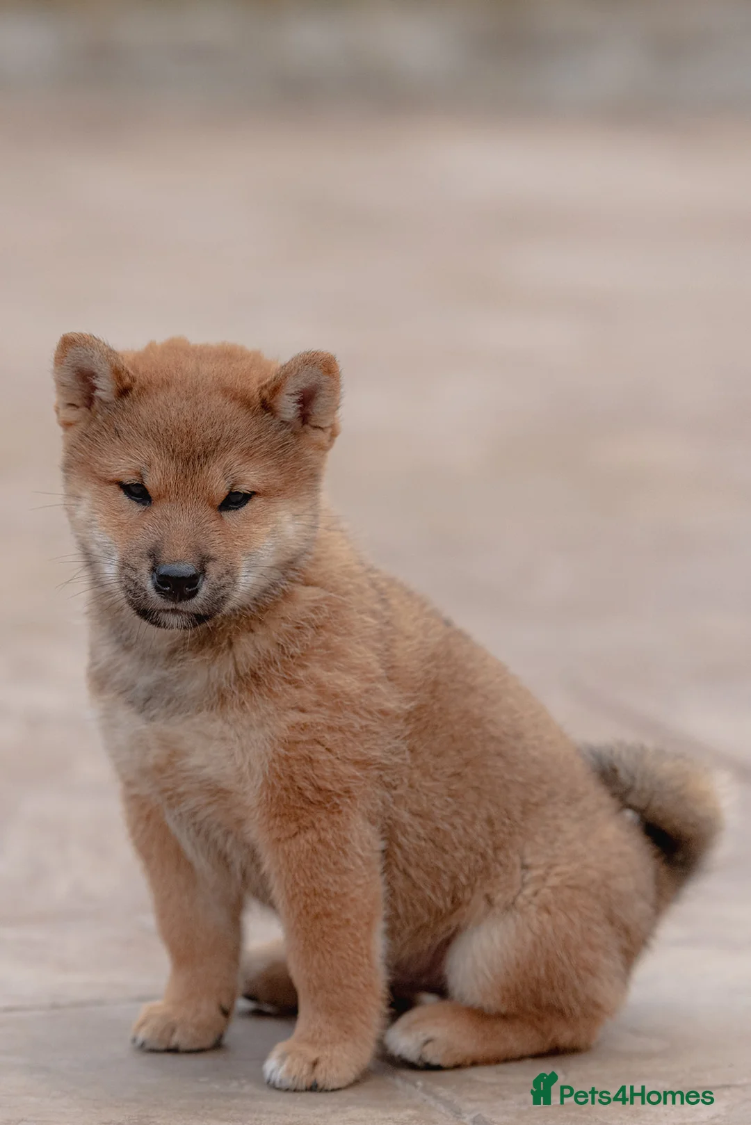 Japanese Shiba Inu dogs for sale: Rare Red Sesame Shiba Inu – Elite Bloodlines - Advert 16