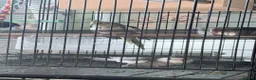 Cockatiels birds for sale: Male and female  in Birmingham - Advert 2